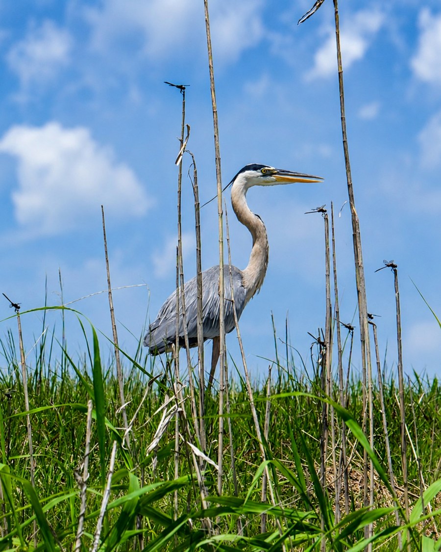 A great blue heron standing in tall reeds