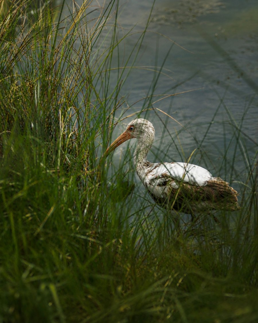 A white ibis wading at the water's edge